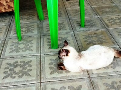 котята.